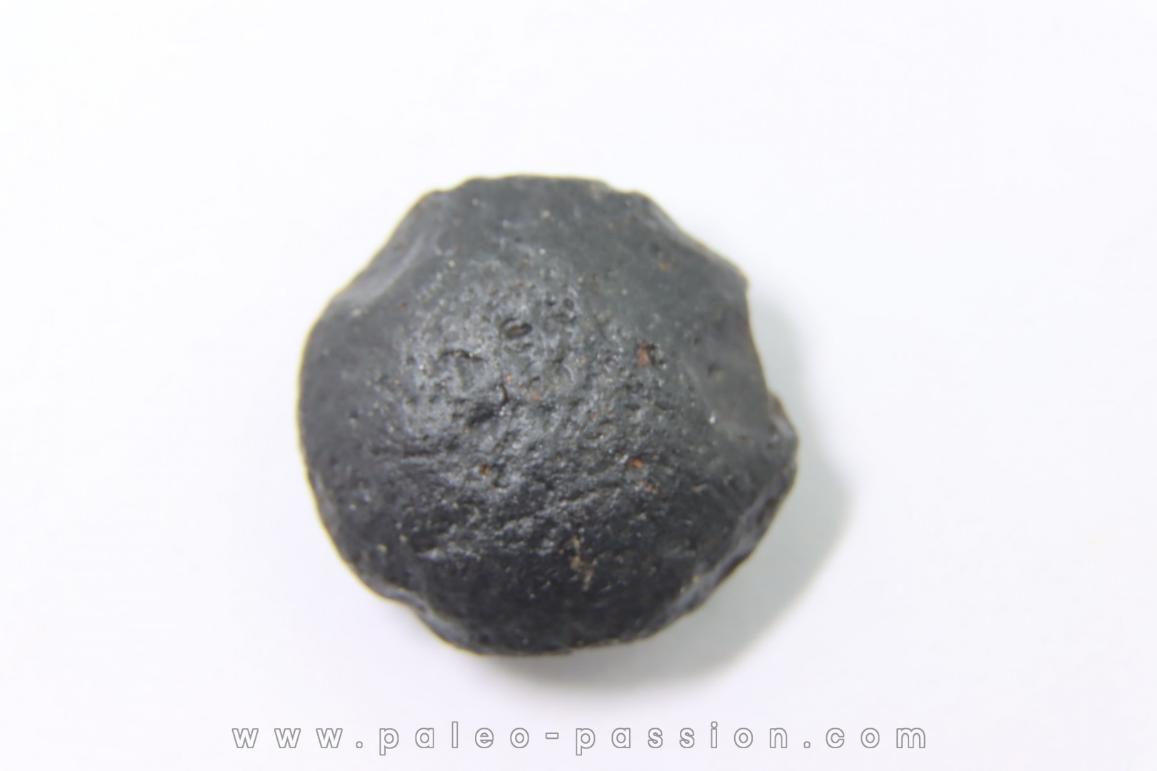 Tectite: AUSTRALITE - Australie