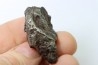 METEORITE SIDERITE SIKHOTE ALIN