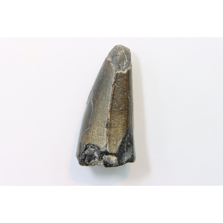CROCODILE tooth:  SARCOSUCHUS IMPERATOR (19)