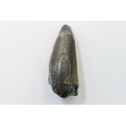 CROCODILE tooth:  SARCOSUCHUS IMPERATOR (19)