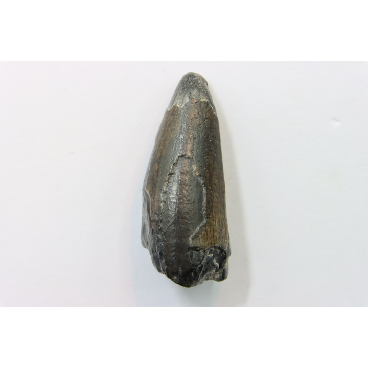 CROCODILE tooth:  SARCOSUCHUS IMPERATOR (19)
