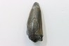 CROCODILE tooth:  SARCOSUCHUS IMPERATOR (19)
