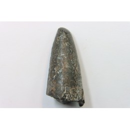 CROCODILE tooth:  SARCOSUCHUS IMPERATOR (19)