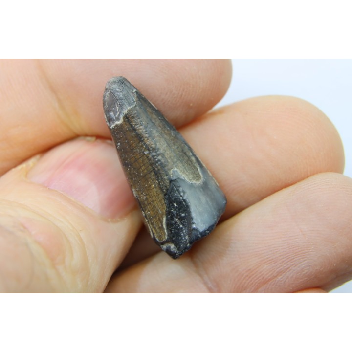 CROCODILE tooth:  SARCOSUCHUS IMPERATOR (19)