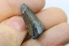 CROCODILE tooth:  SARCOSUCHUS IMPERATOR (19)