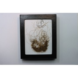 MAMMOTH HAIR from Siberia