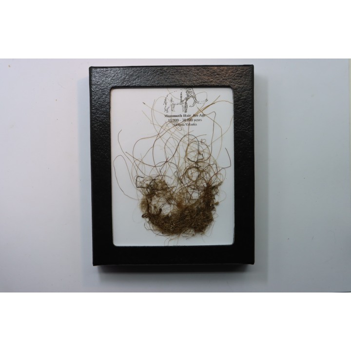 MAMMOTH HAIR from Siberia