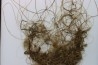 MAMMOTH HAIR from Siberia