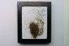 MAMMOTH HAIR from Siberia