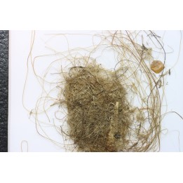 MAMMOTH HAIR from Siberia