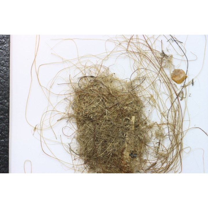 MAMMOTH HAIR from Siberia