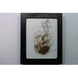 coffret vitré poils de MAMMOUTH de Siberie
