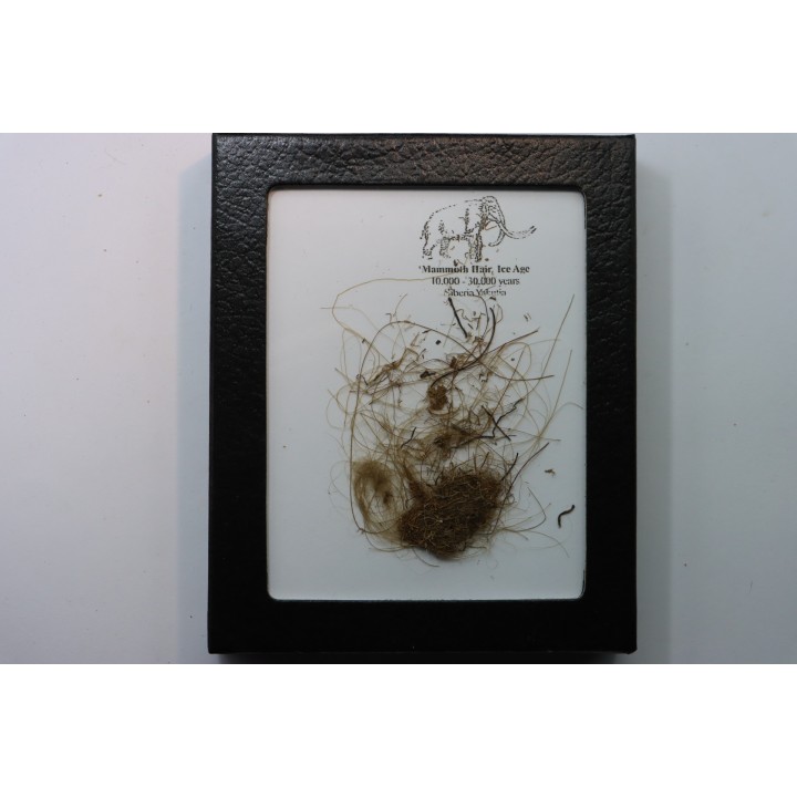 MAMMOTH HAIR from Siberia