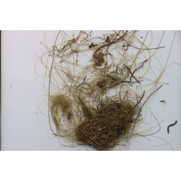 MAMMOTH HAIR from Siberia