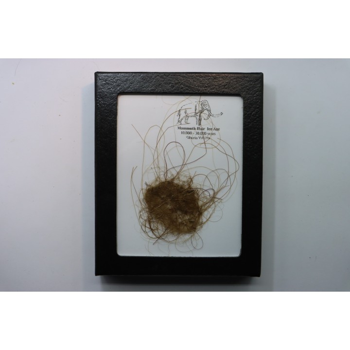 MAMMOTH HAIR from Siberia