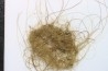 MAMMOTH HAIR from Siberia