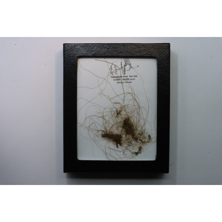 MAMMOTH HAIR from Siberia