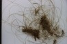 MAMMOTH HAIR from Siberia