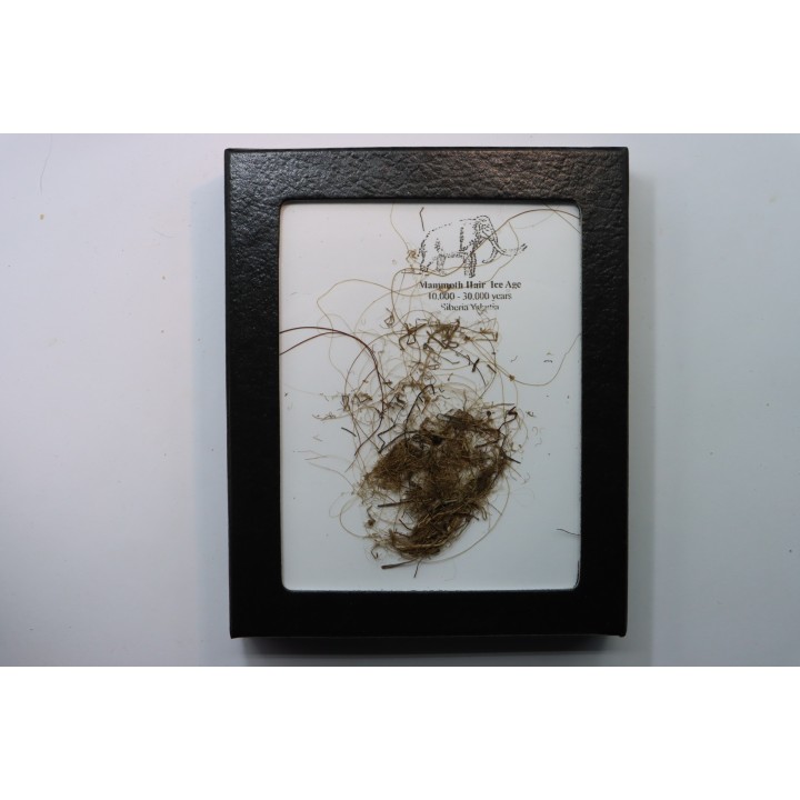 MAMMOTH HAIR from Siberia