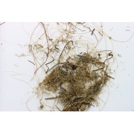 MAMMOTH HAIR from Siberia