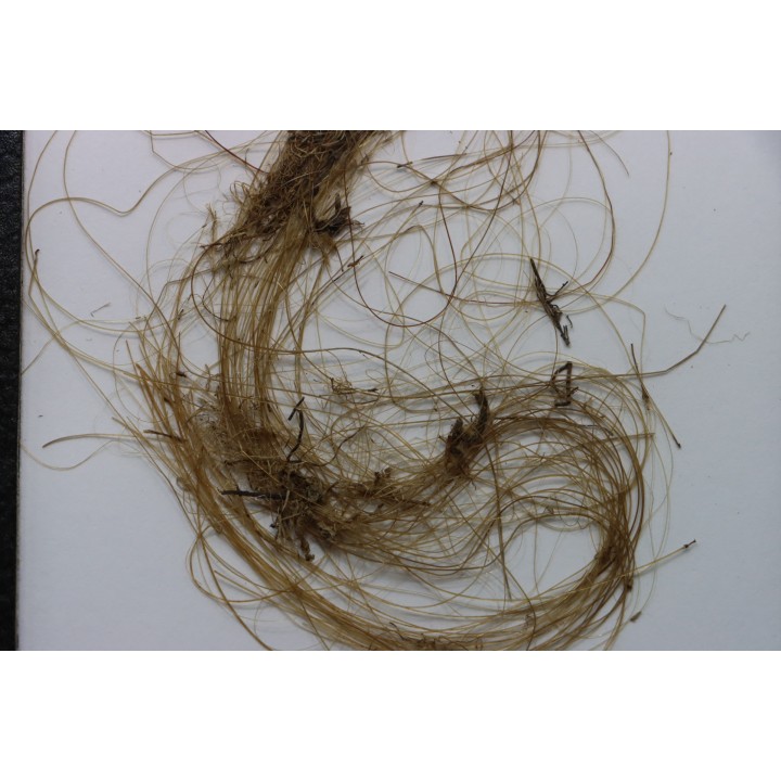 MAMMOTH HAIR from Siberia
