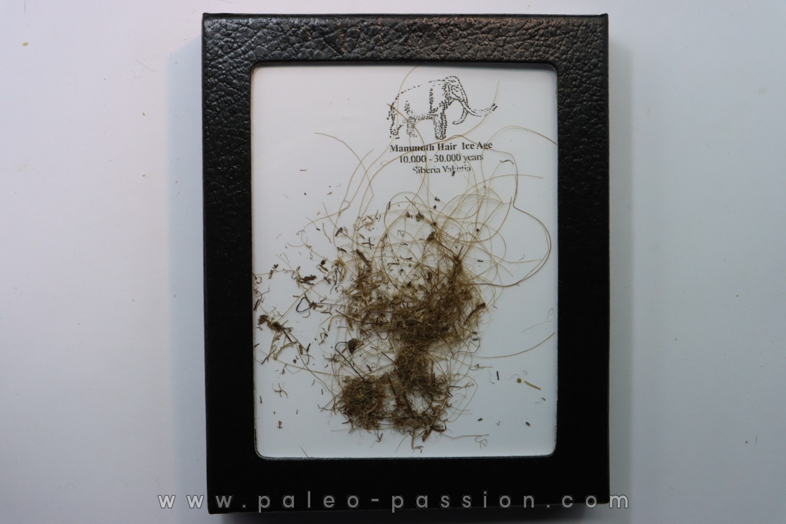 coffret vitré poils de MAMMOUTH de Siberie