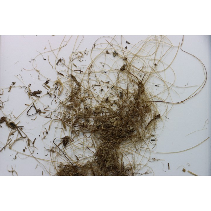 MAMMOTH HAIR from Siberia