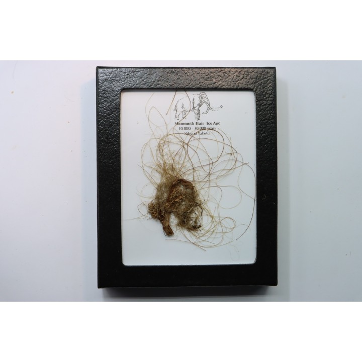 MAMMOTH HAIR from Siberia