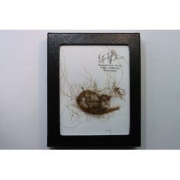 coffret vitré poils de MAMMOUTH de Siberie