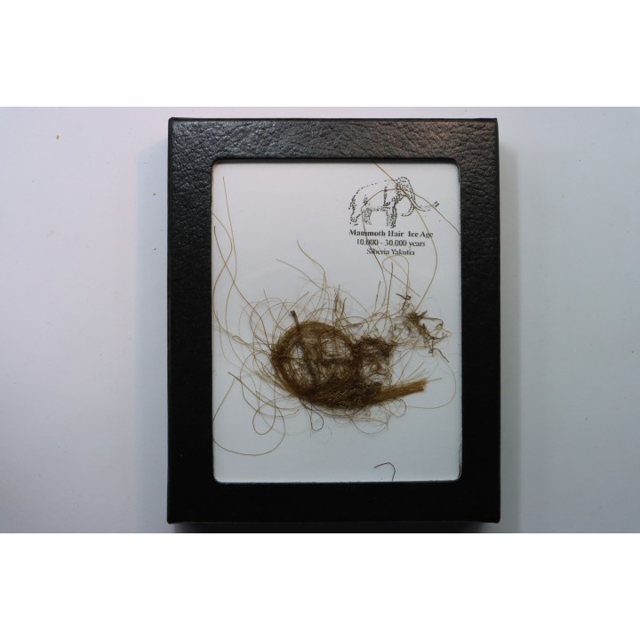 MAMMOTH HAIR from Siberia