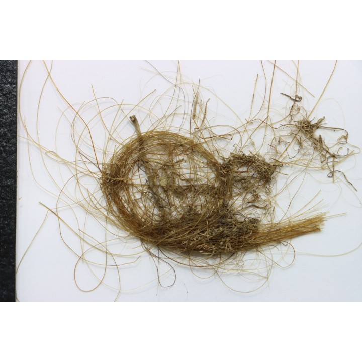 MAMMOTH HAIR from Siberia
