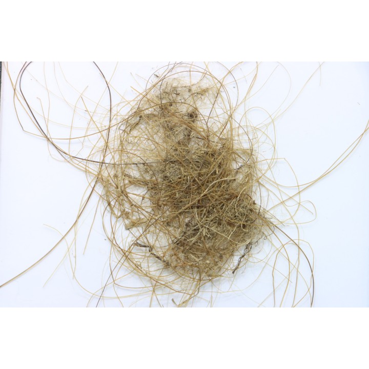 MAMMOTH HAIR from Siberia