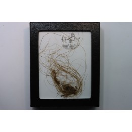 MAMMOTH HAIR from Siberia