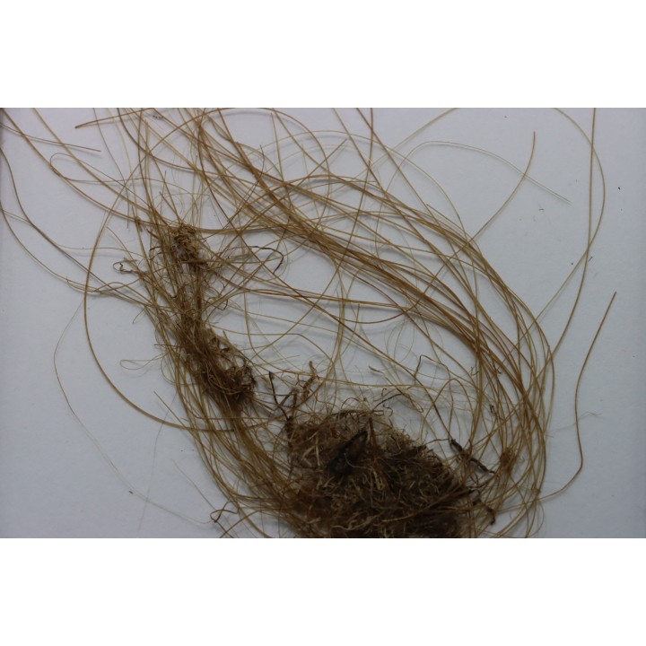 MAMMOTH HAIR from Siberia