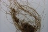 MAMMOTH HAIR from Siberia