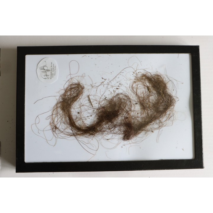MAMMOTH HAIR from Siberia