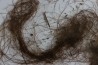 MAMMOTH HAIR from Siberia