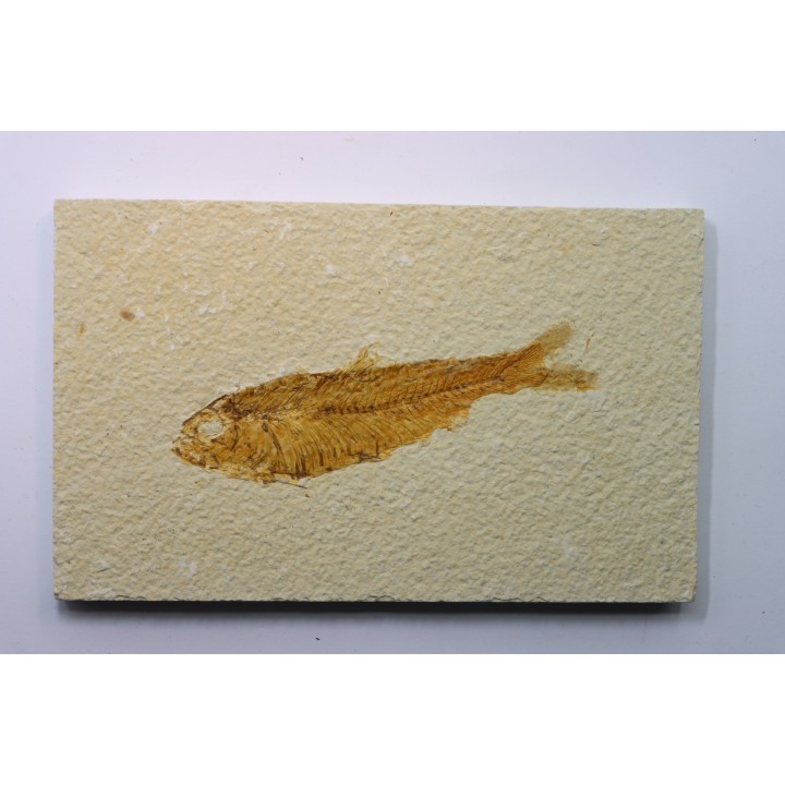 KNIGHTIA EOCAENA