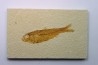 KNIGHTIA EOCAENA