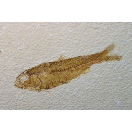 poisson fossile KNIGHTIA EOCAENA - USA