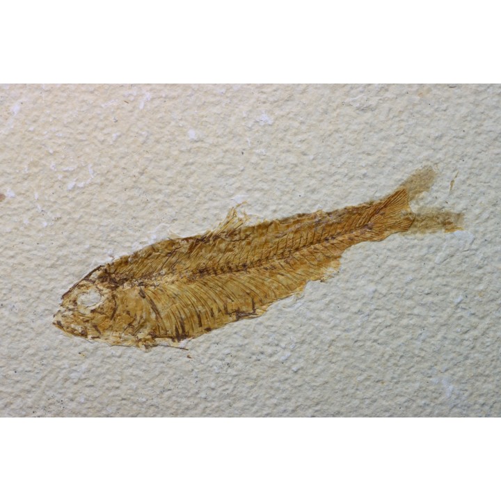 KNIGHTIA EOCAENA