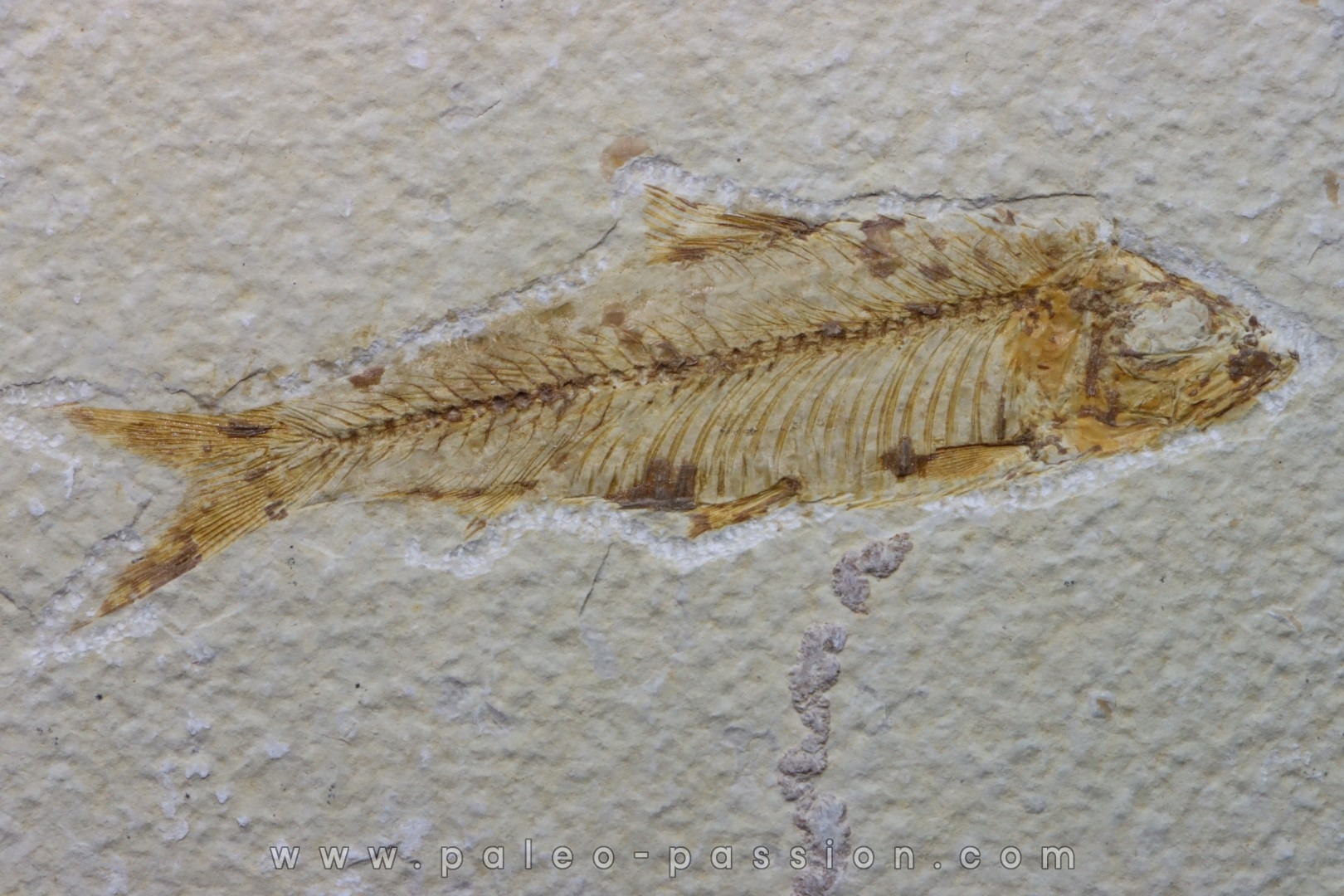 poisson fossile KNIGHTIA EOCAENA - USA