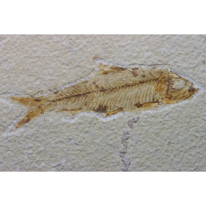 poisson fossile KNIGHTIA EOCAENA - USA