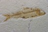 poisson fossile KNIGHTIA EOCAENA - USA