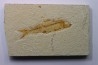 KNIGHTIA EOCAENA