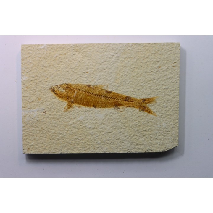 KNIGHTIA EOCAENA
