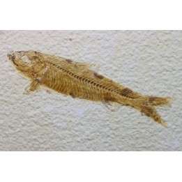 poisson fossile KNIGHTIA EOCAENA - USA
