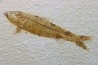 poisson fossile KNIGHTIA EOCAENA - USA