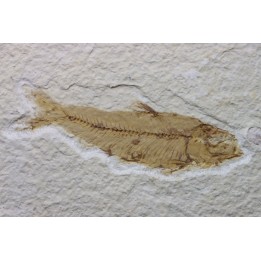 poisson fossile KNIGHTIA EOCAENA - USA