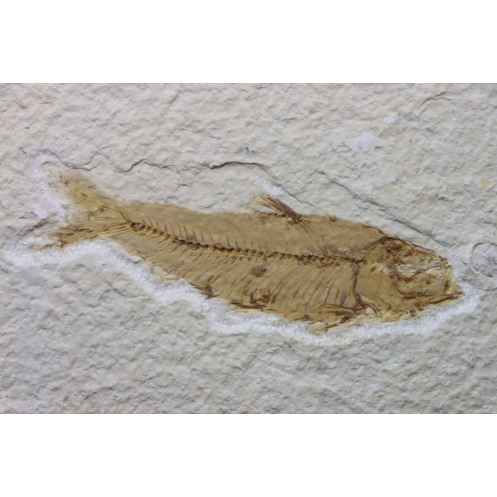 poisson fossile KNIGHTIA EOCAENA - USA